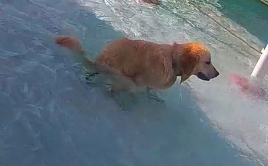 What To Do When The Dog Poops In The Pool?