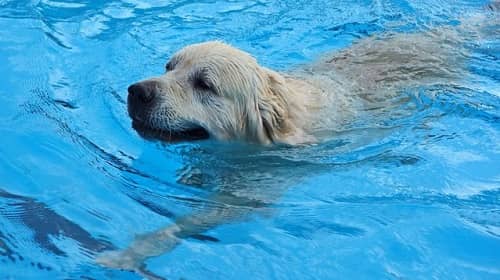 Can All Dogs Swim?