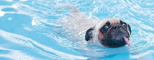 Dog Struggling to Swim