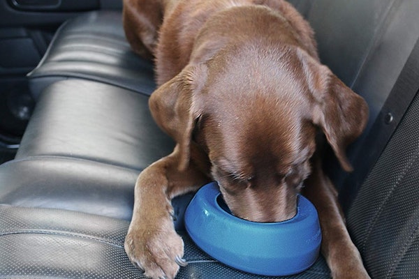 anti drool dog bowl