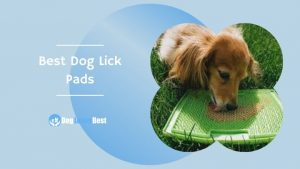 Best Dog Lick Pads Featured Image