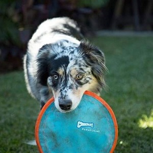 Chuckit Paraflight Flyer Dog Toy