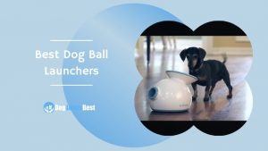 Best Dog Ball Launchers Featured Image