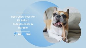 Best Chew Toys for Pit Bulls | Indestructible & Durable Featured Image