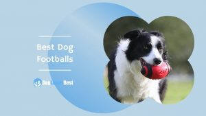 Best Dog Footballs Featured Image