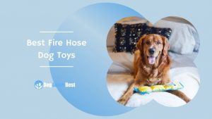 Best Fire Hose Dog Toys Featured Image