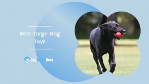 Best Large Dog Toys Featured Image