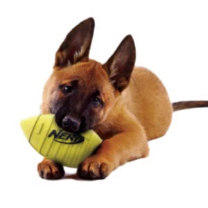 Best Dog Footballs