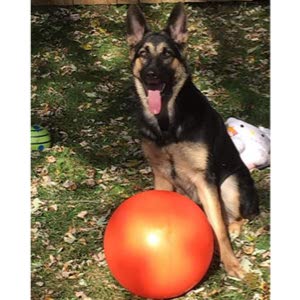 Doggie Dooley Virtually Indestructible Best Ball