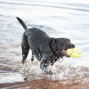 KONG Air Squeaker Dog Toy