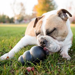 KONG – Extreme Dog Toy – Toughest Natural Rubber