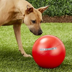 The Virtually Indestructible Ball Dog Toy
