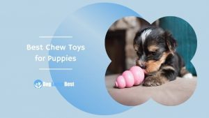 Best Chew Toys for Puppies Featured Image