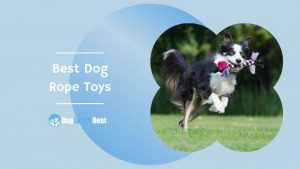 Best Dog Rope Toys Featured Image