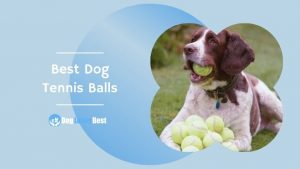 Best Dog Tennis Balls Featured Image