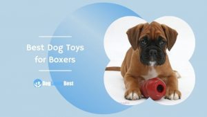 Best Dog Toys for Boxers Featured Image