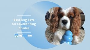 Best Dog Toys for Cavalier King Charles Featured Image