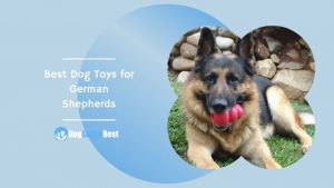 Best Dog Toys for German Shepherds Featured Image