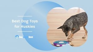 Best Dog Toys for Huskies Featured Image