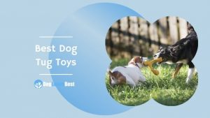 Best Dog Tug Toys Featured Image