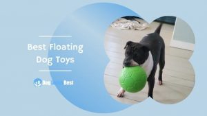 Best Floating Dog Toys Featured Image