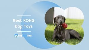 Best KONG Dog Toys Featured Image