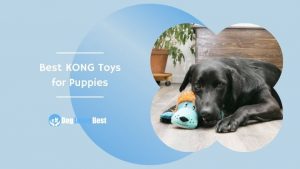 Best KONG Toys for Puppies Featured Image