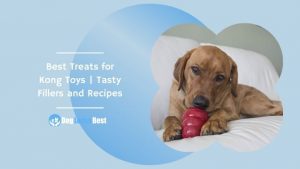 Best Treats for Kong Toys | Tasty Fillers and Recipes Featured Image