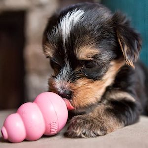 Best Chew Toys For Teething Puppies