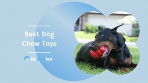 Best Dog Chew Toys Featured Image