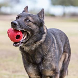 Best Dog Chew Toys