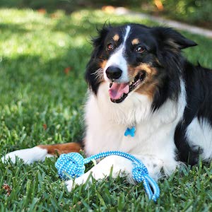 Best dog rope toys