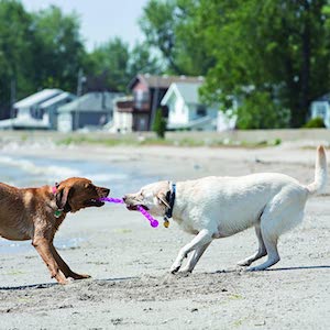 Best dog stick toys