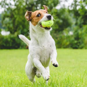 Best Dog Tennis Balls