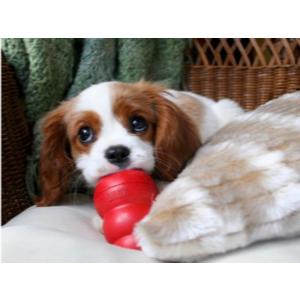 Best Dog Toys For Cavalier King Charles