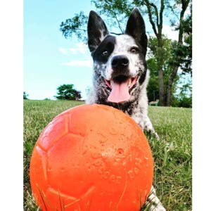 Best Floating Dog Toys