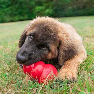 Best kong dog toys