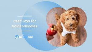 Best Toys For Goldendoodles Featured Image