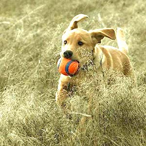 Chuckit! Ultra Bouncy Dog Tennis Ball Toy