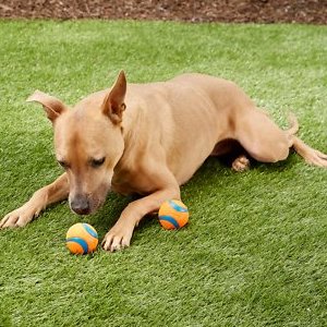 Chuckit! Ultra Rubber Ball Tough Dog Toy