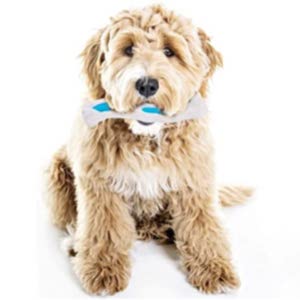 EETOYS Puppy Teething Toys Dog Chew Toys