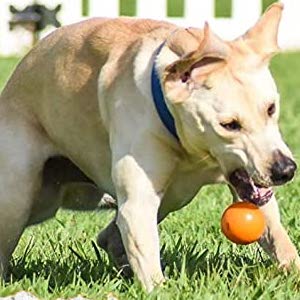 Indestructible Dog Ball for Aggressive Chewers and Large Dogs