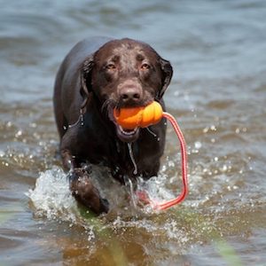 KONG Aqua Dog Toy