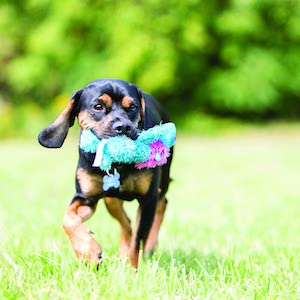 KONG Cozies Dog Squeaky Toy