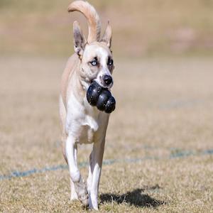 KONG Extreme Dog Toy