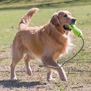 KONG Fetch Stick with Rope Dog Toy