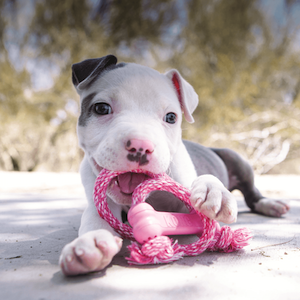 KONG Goodie Bone with Rope Dog Toy