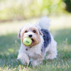KONG Squeakair Dog Toy Tennis Balls