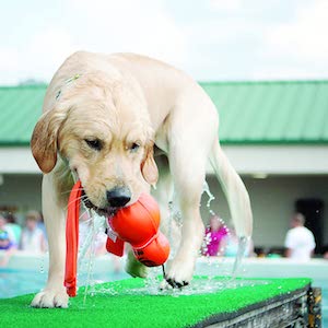 KONG Wet Wubba Floating Dog Toy