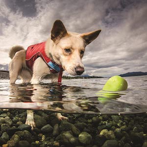 Kurgo Dog Floating Water Toys